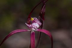 Caladenia chapmanii