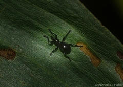 Rhynolaccus formicarius