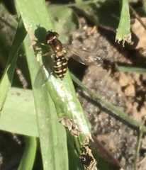 Toxomerus vertebratus