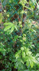 Hibiscus cannabinus