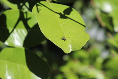 Trigonospila cingulata