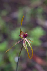 Caladenia longiclavata