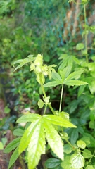 Hibiscus cannabinus