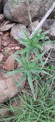 Gloriosa superba