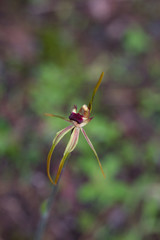 Caladenia longiclavata