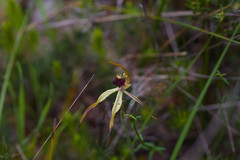 Caladenia longiclavata