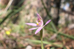 Caladenia alata