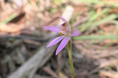 Caladenia alata