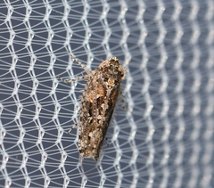 Dixianus utahnus