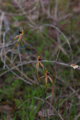 Caladenia longiclavata