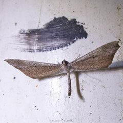 Macrosoma rubedinaria