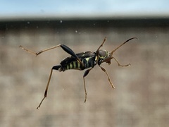 Neoclytus mucronatus