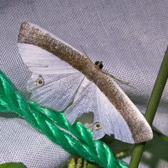 Opisthoxia amabilis