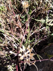 Ipomoea decasperma