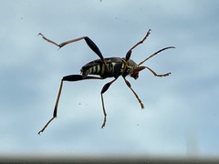Neoclytus mucronatus
