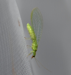 Chrysoperla comanche