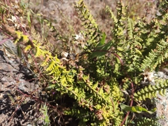 Ipomoea decasperma