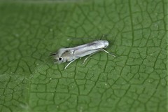 Phyllocnistis vitifoliella