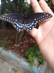 Papilio polyxenes