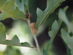 Striatoandricus aciculatus