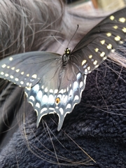 Papilio polyxenes