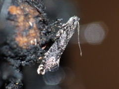 Tinea fagicola
