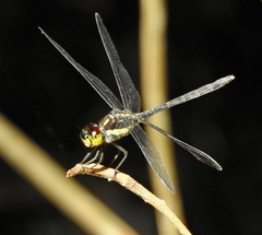 Agrionoptera longitudinalis biserialis