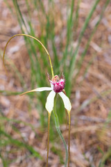 Caladenia excelsa
