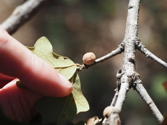 Disholcaspis quercusglobulus