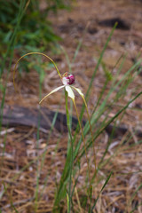 Caladenia excelsa