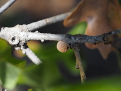 Disholcaspis quercusglobulus