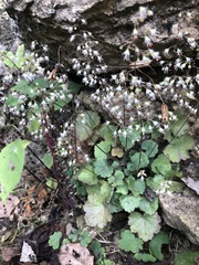 Heuchera puberula