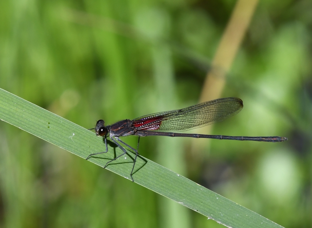 Canyon Rubyspot