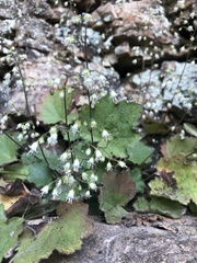 Heuchera puberula