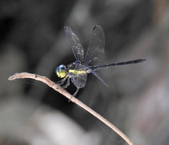 Agrionoptera longitudinalis biserialis