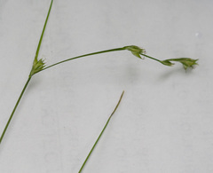 Carex laeviculmis
