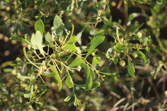 Acacia bivenosa