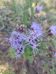 Chromolaena pulchella