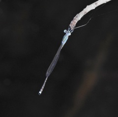 Indolestes tenuissimus