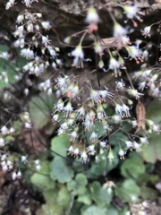 Heuchera puberula