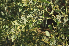 Acacia bivenosa