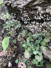 Heuchera puberula