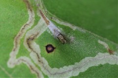 Phyllocnistis vitifoliella