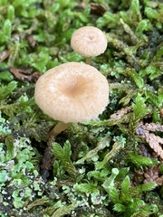 Omphalina pyxidata
