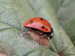 Dinocampus coccinellae paralysis virus