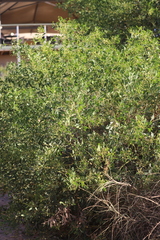 Acacia bivenosa