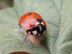 Dinocampus coccinellae paralysis virus