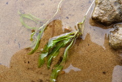 Potamogeton ochreatus