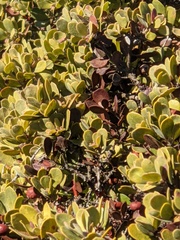 Arctostaphylos pumila