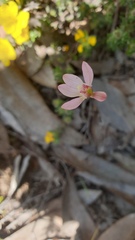 Caladenia pusilla